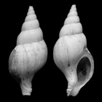 Colus gracilis 